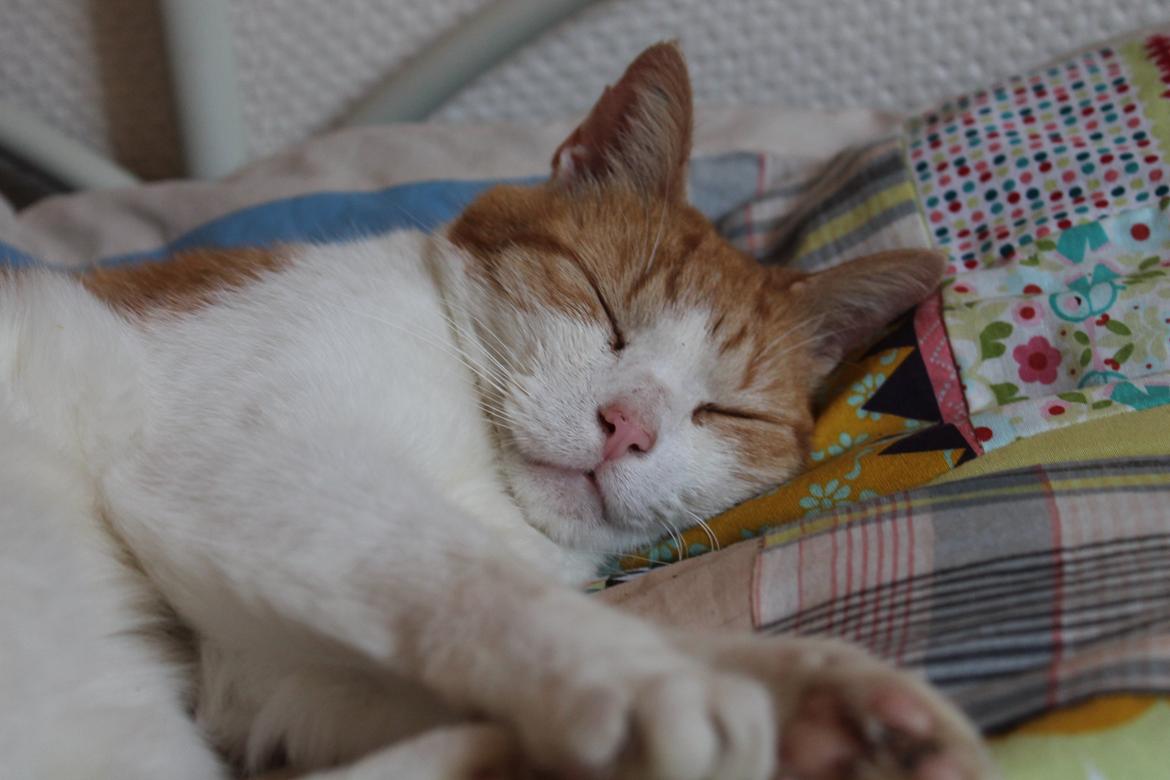 Huskat Tarzan billede 16