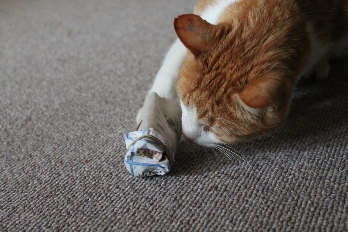 Huskat Tarzan billede 17