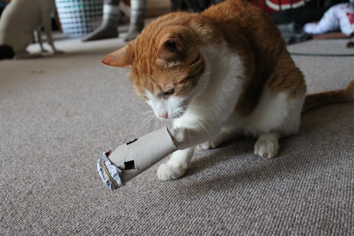 Huskat Tarzan billede 2