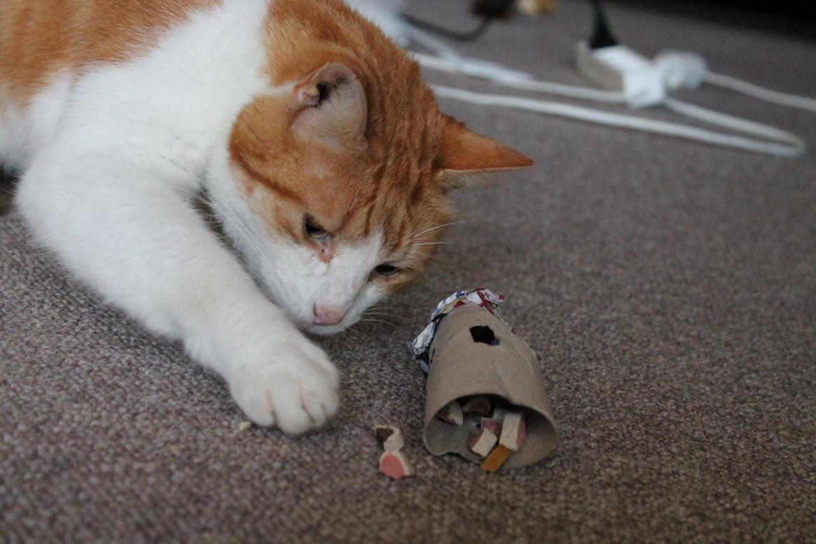 Huskat Tarzan billede 18