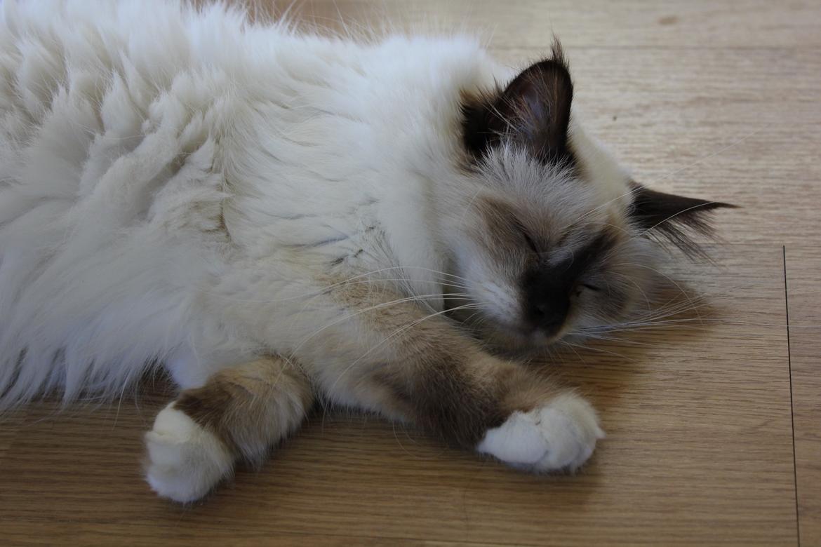 Hellig Birma Mila billede 10