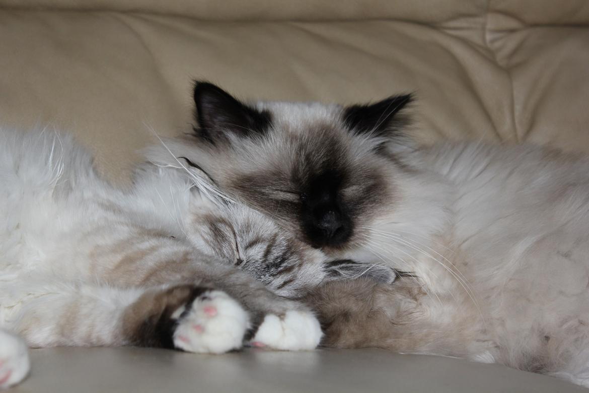 Hellig Birma Luna billede 10