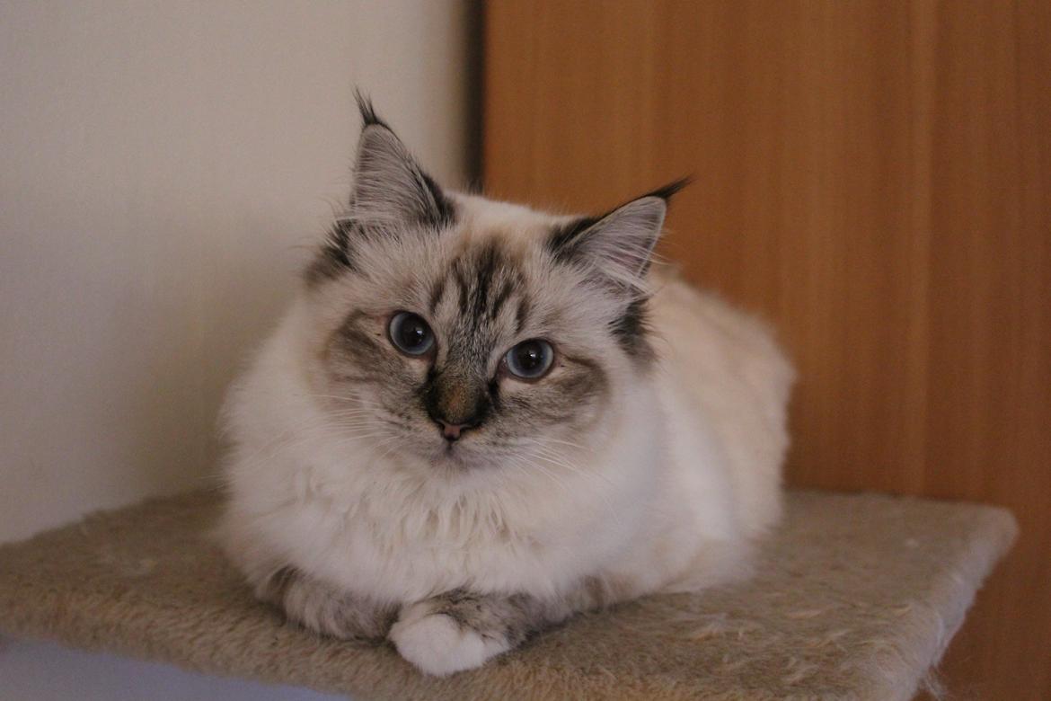 Hellig Birma Luna billede 11