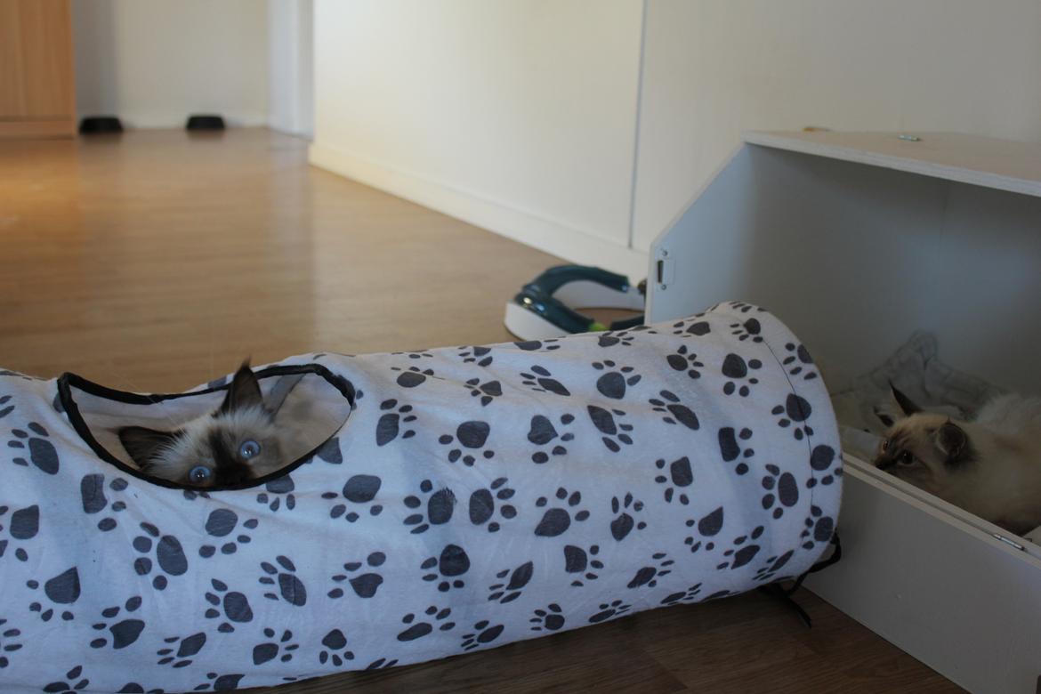 Hellig Birma Mila billede 11