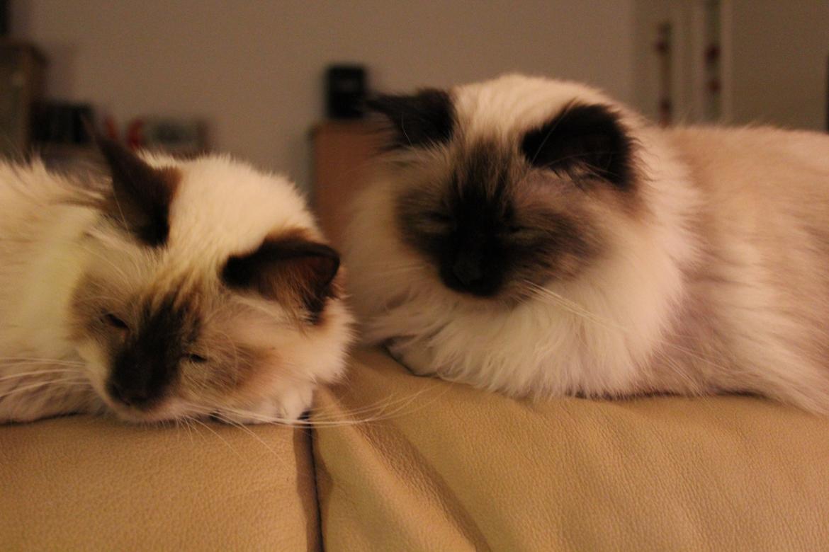 Hellig Birma Mila billede 14