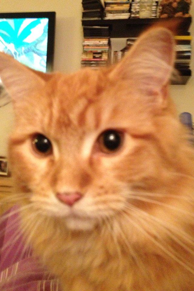 Maine Coon Cherie <3 billede 2