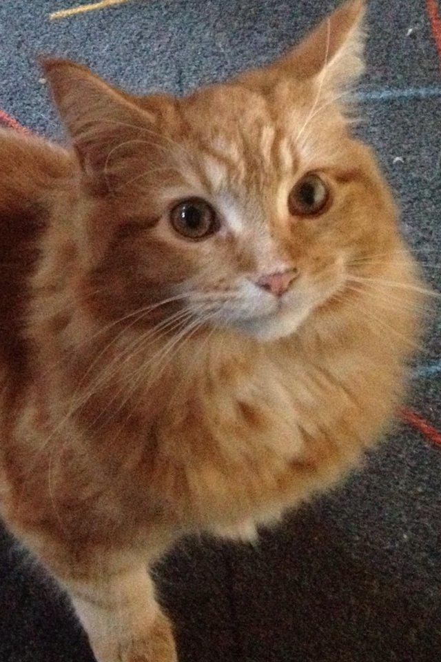 Maine Coon Cherie <3 billede 1