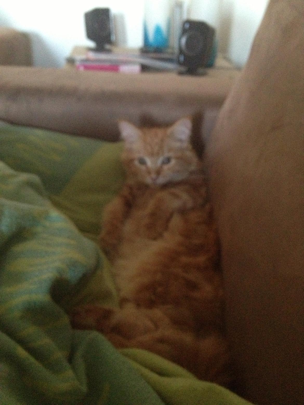 Maine Coon Cherie <3 billede 3