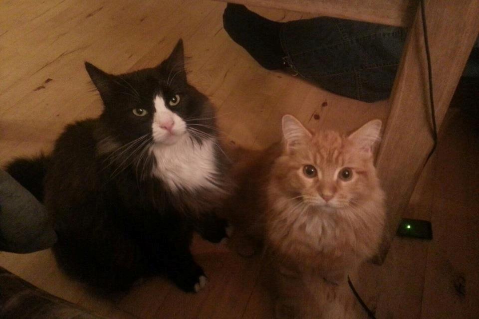 Blanding af racer Basse <3 billede 13