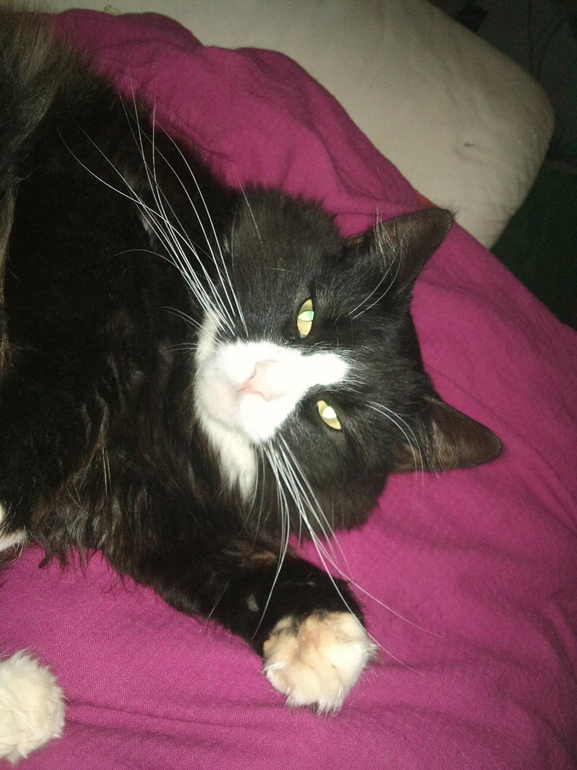 Blanding af racer Basse <3 billede 5