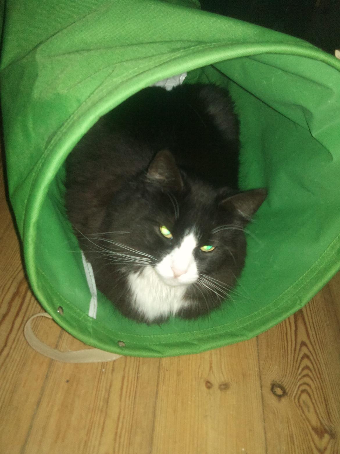 Blanding af racer Basse <3 billede 6