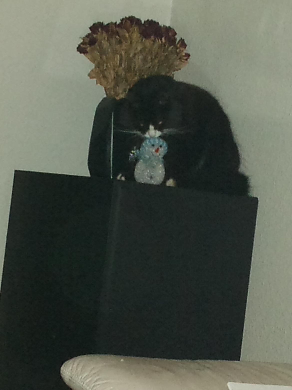 Blanding af racer Basse <3 billede 14