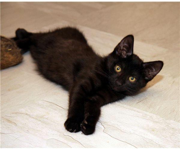 Huskat Cassopiea - Hej jeg hedder Cassopiea og velkommen til min profil billede 1