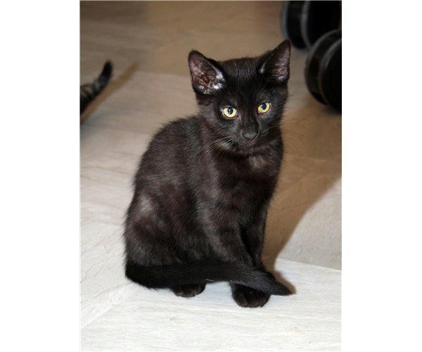 Huskat Cassopiea - Cassopiea 12 uger billede 2