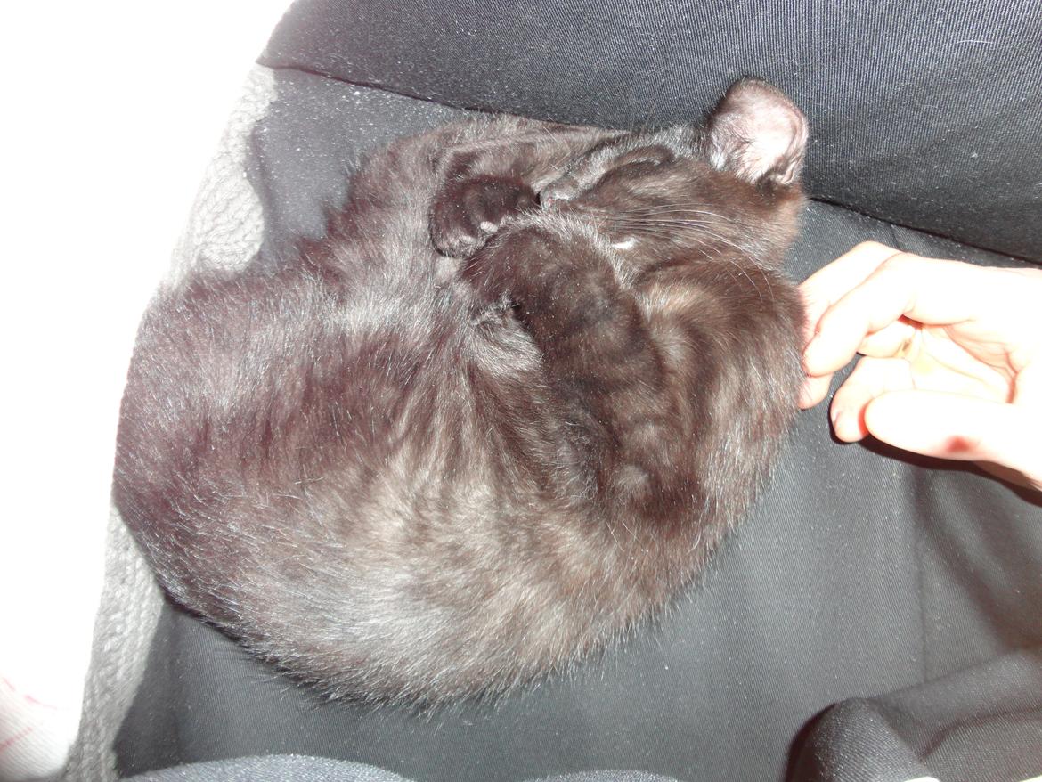 Huskat Cassopiea - Dejligt at blive nusset billede 4