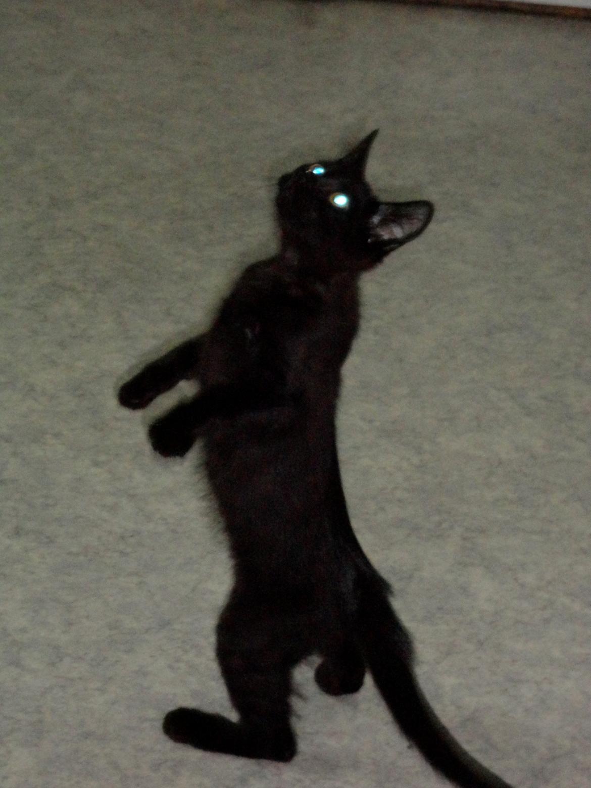 Huskat Cassopiea - Jeg vil rigtig gerne have den godbid billede 5