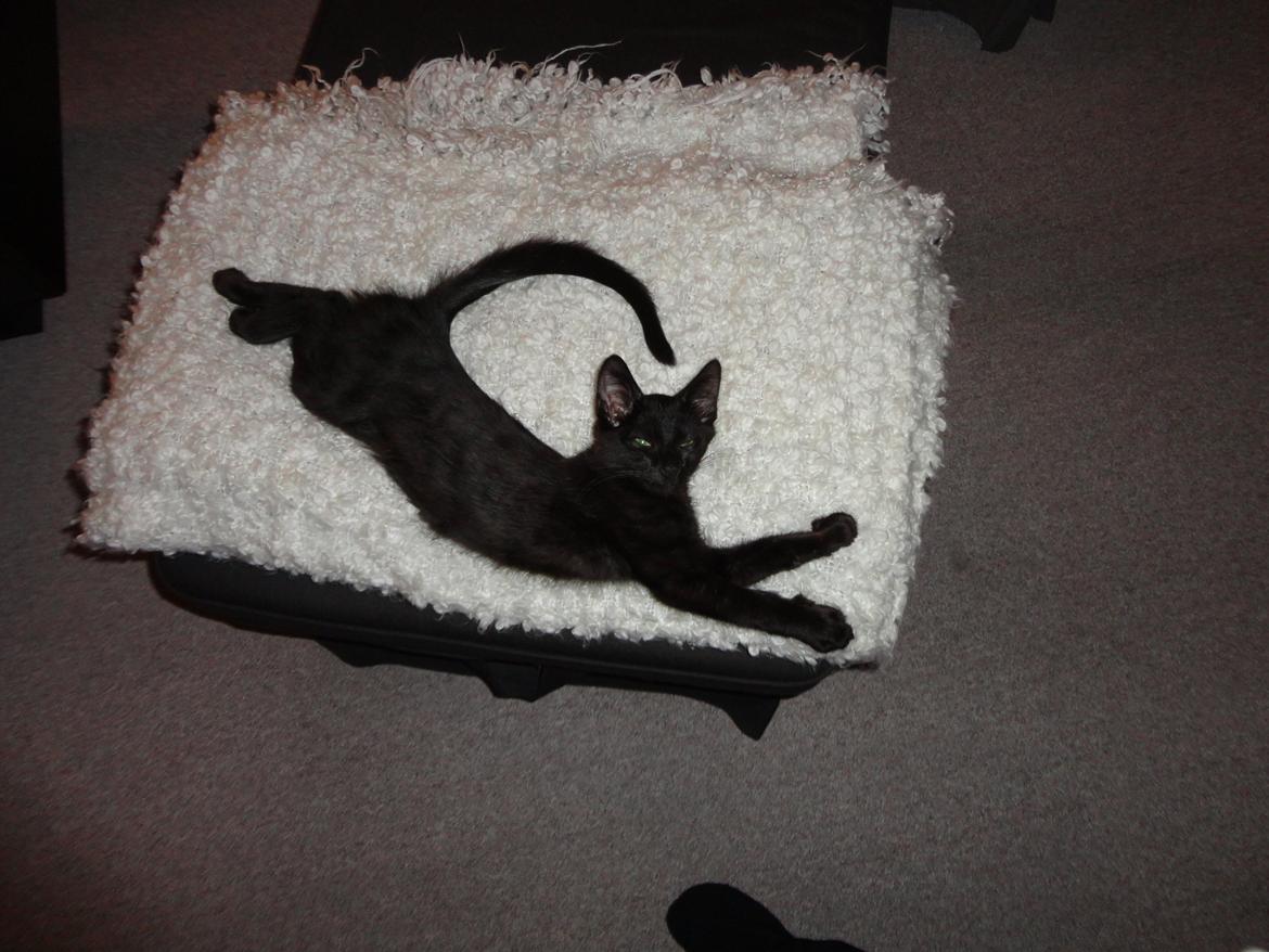 Huskat Cassopiea - Sådan ligger Cassopiea tit. billede 6