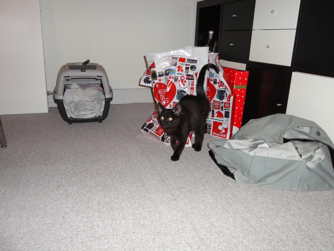 Huskat Cassopiea - Lige ankommet til mit nye hjem billede 3