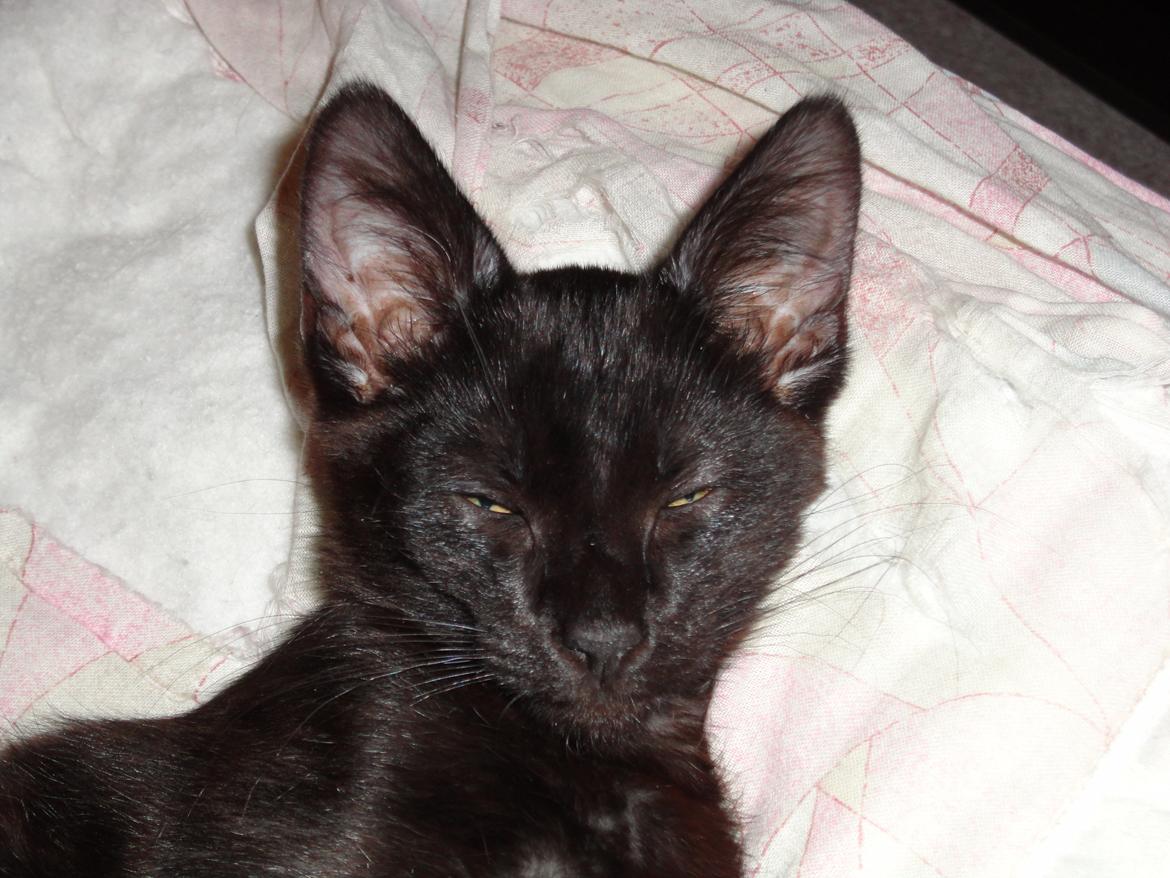 Huskat Cassopiea - Meget træt billede 7