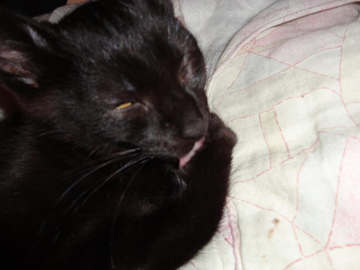 Huskat Cassopiea - Vasketid. billede 8