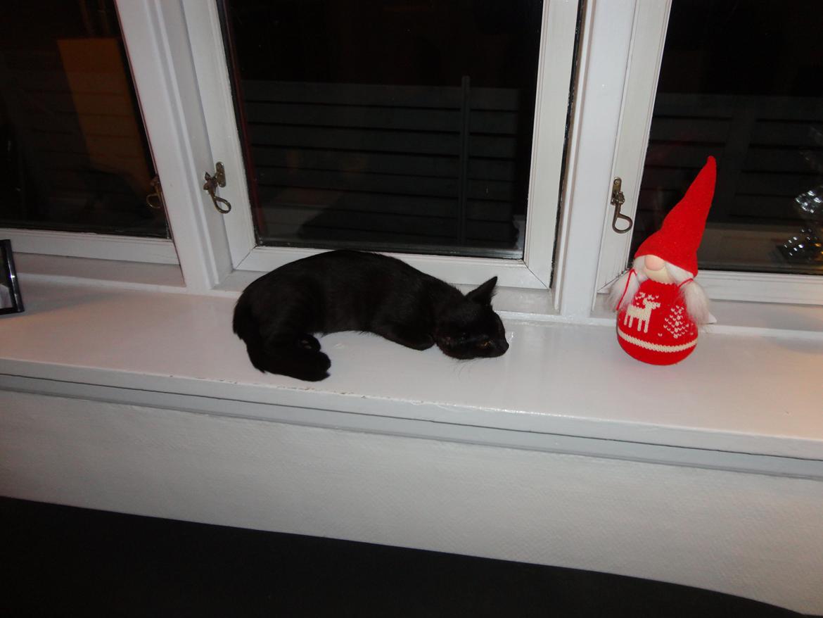 Huskat Cassopiea - Dejligt at ligge i vinduet billede 9
