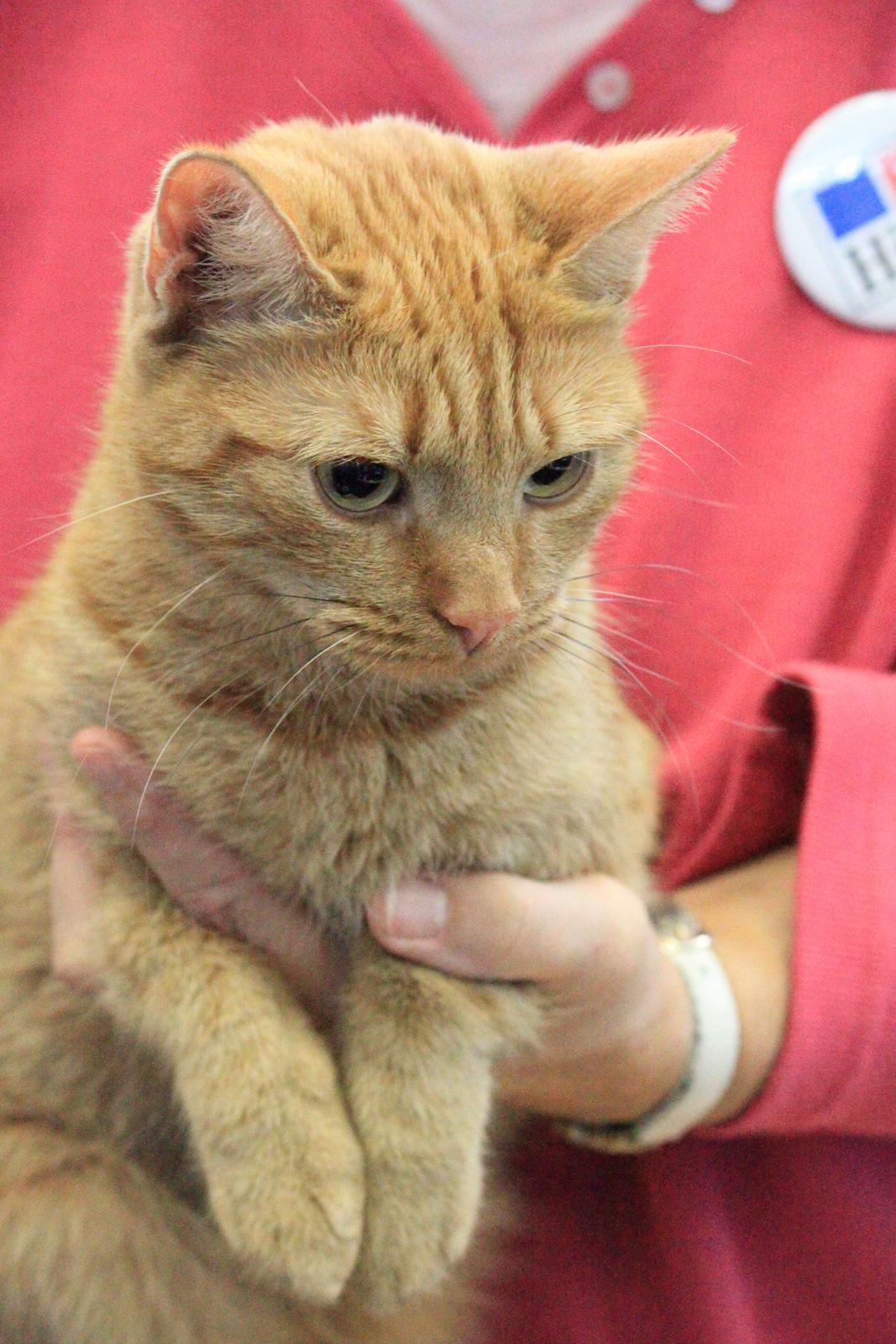 Europé IC. DK*Boholdt Super Karla billede 9