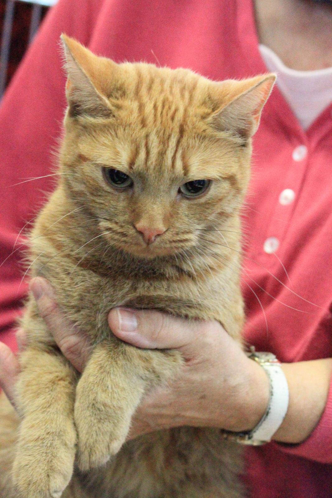 Europé IC. DK*Boholdt Super Karla billede 10