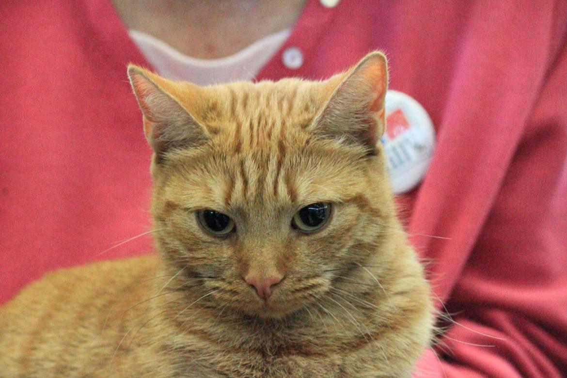 Europé IC. DK*Boholdt Super Karla billede 7