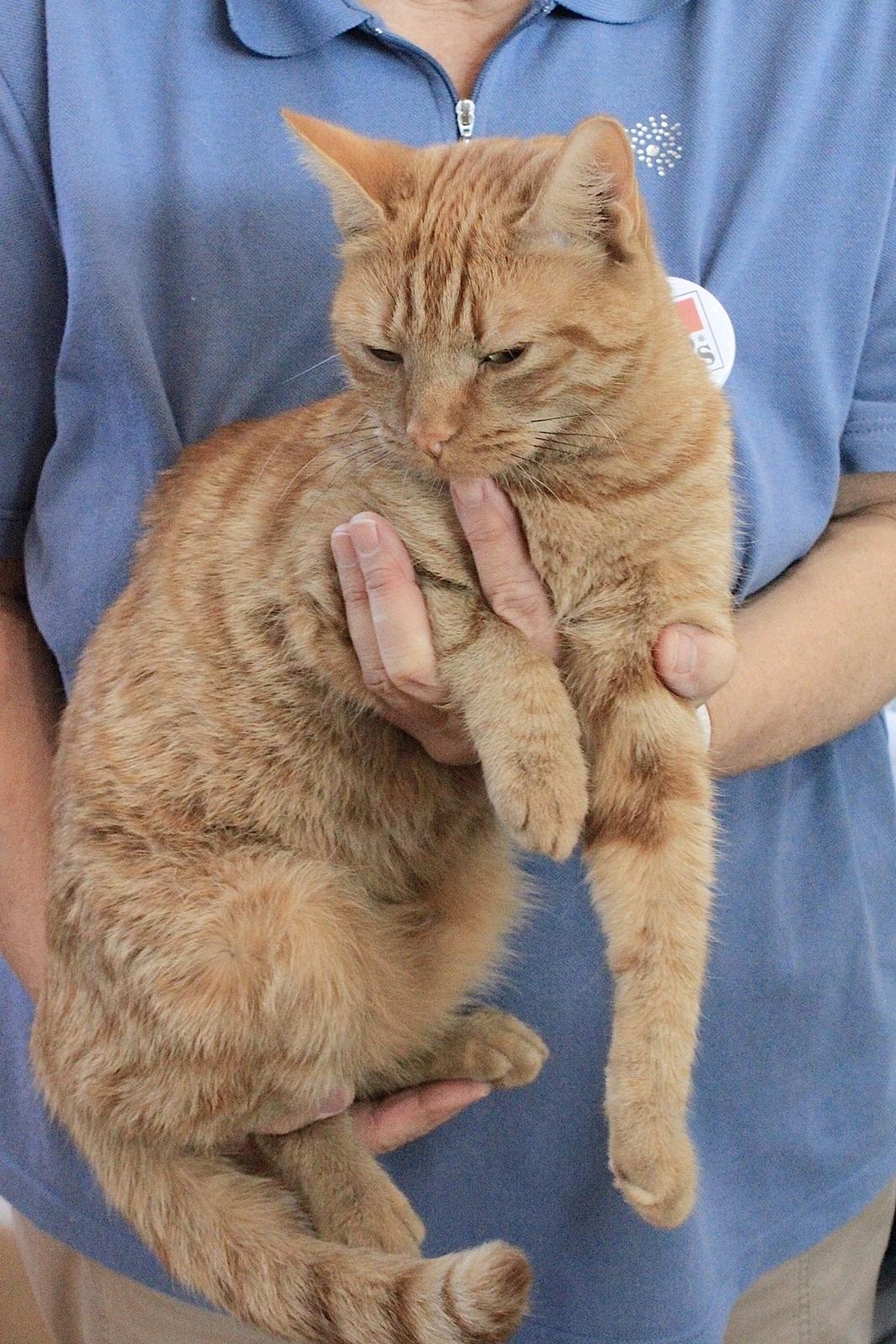 Europé IC. DK*Boholdt Super Karla billede 6