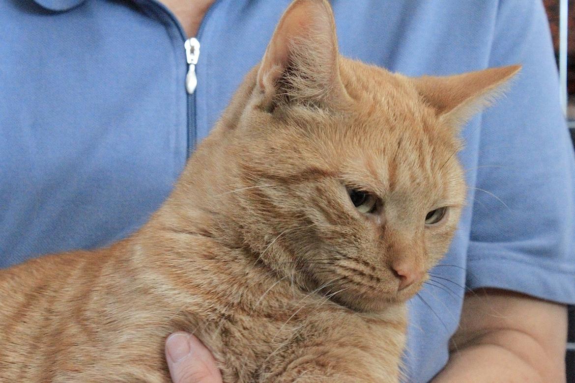 Europé IC. DK*Boholdt Super Karla billede 8