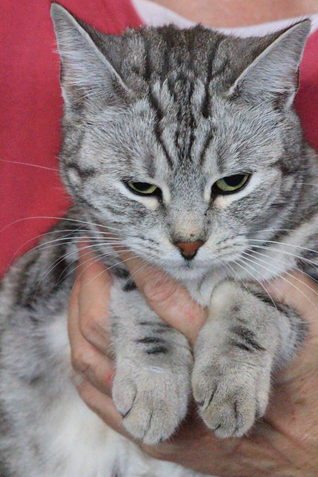 Europé IC. Mumindalens Silver Tess billede 1