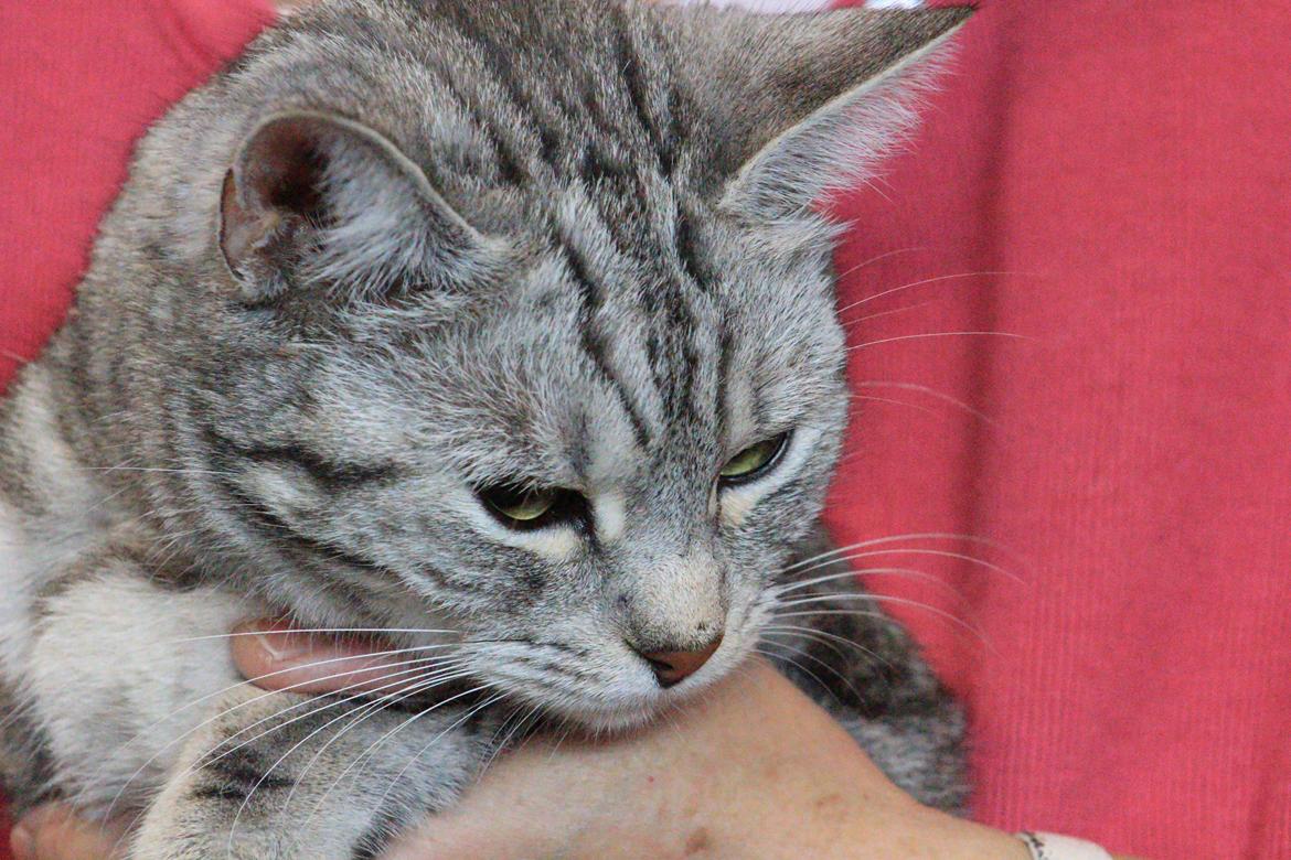 Europé IC. Mumindalens Silver Tess billede 6