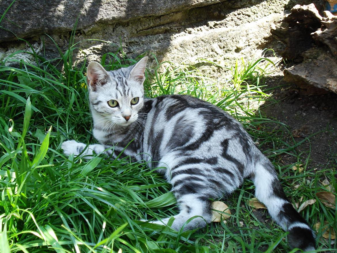 Europé IC. Mumindalens Silver Tess billede 10
