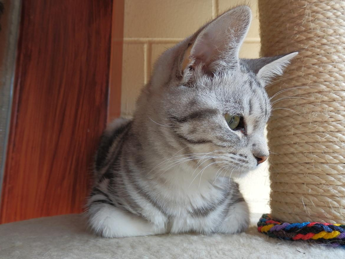 Europé IC. Mumindalens Silver Tess billede 8