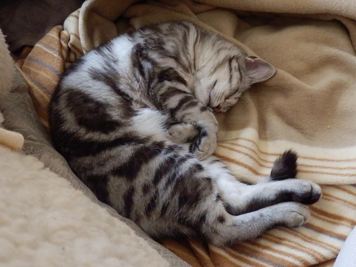 Europé IC. Mumindalens Silver Tess billede 9