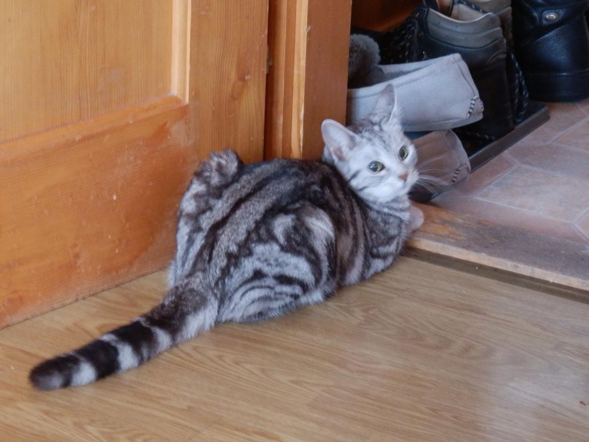 Europé IC. Mumindalens Silver Tess billede 7