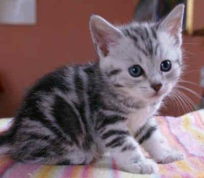 Europé IC. Mumindalens Silver Tess billede 11