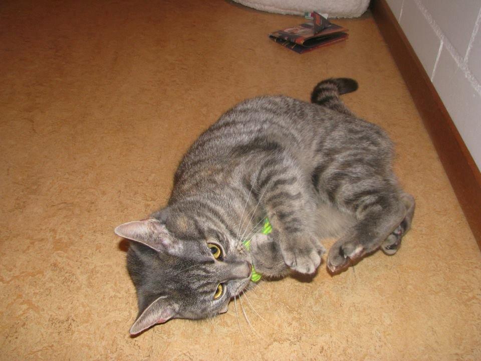 Europé IC. DK*Boholdt Pippi Langströmpe billede 5