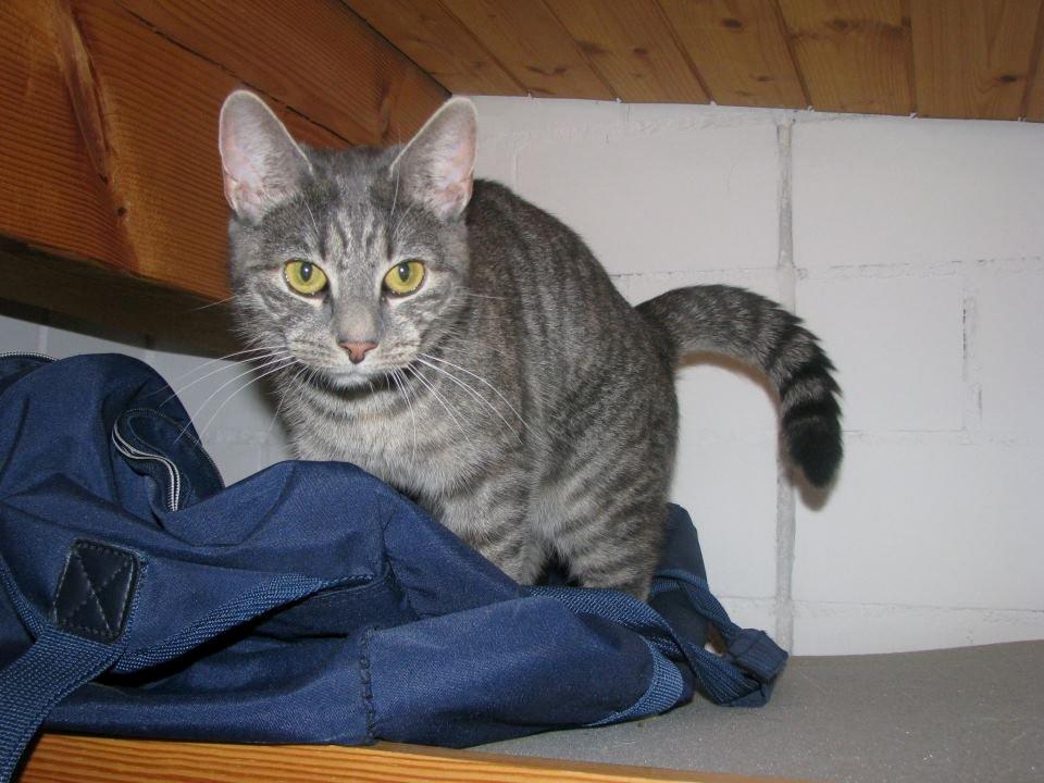 Europé IC. DK*Boholdt Pippi Langströmpe billede 4