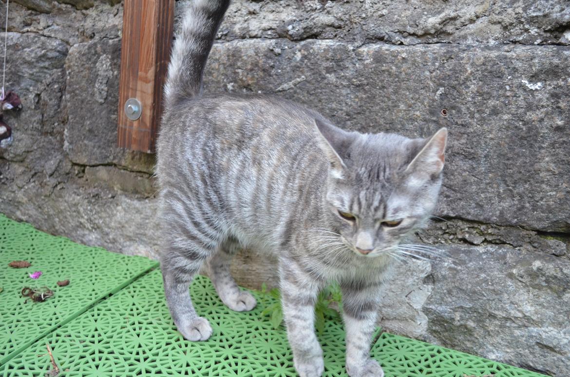 Europé IC. DK*Boholdt Pippi Langströmpe billede 6