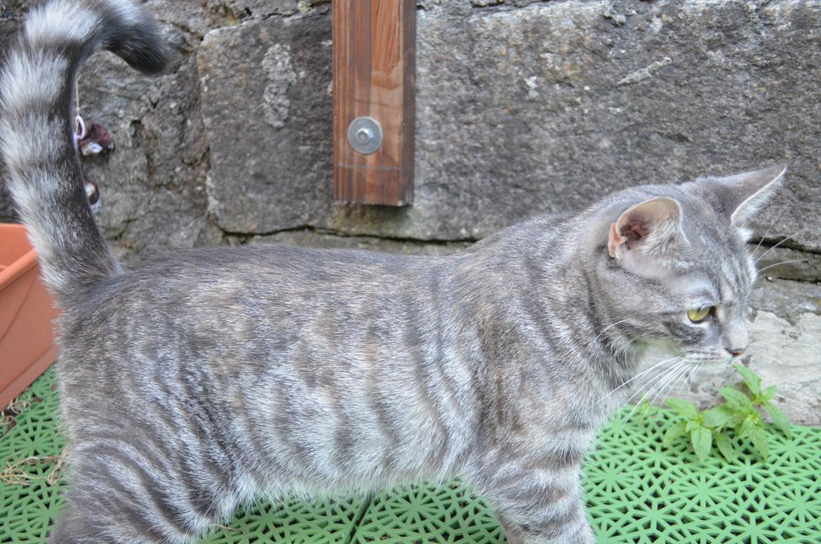 Europé IC. DK*Boholdt Pippi Langströmpe billede 7