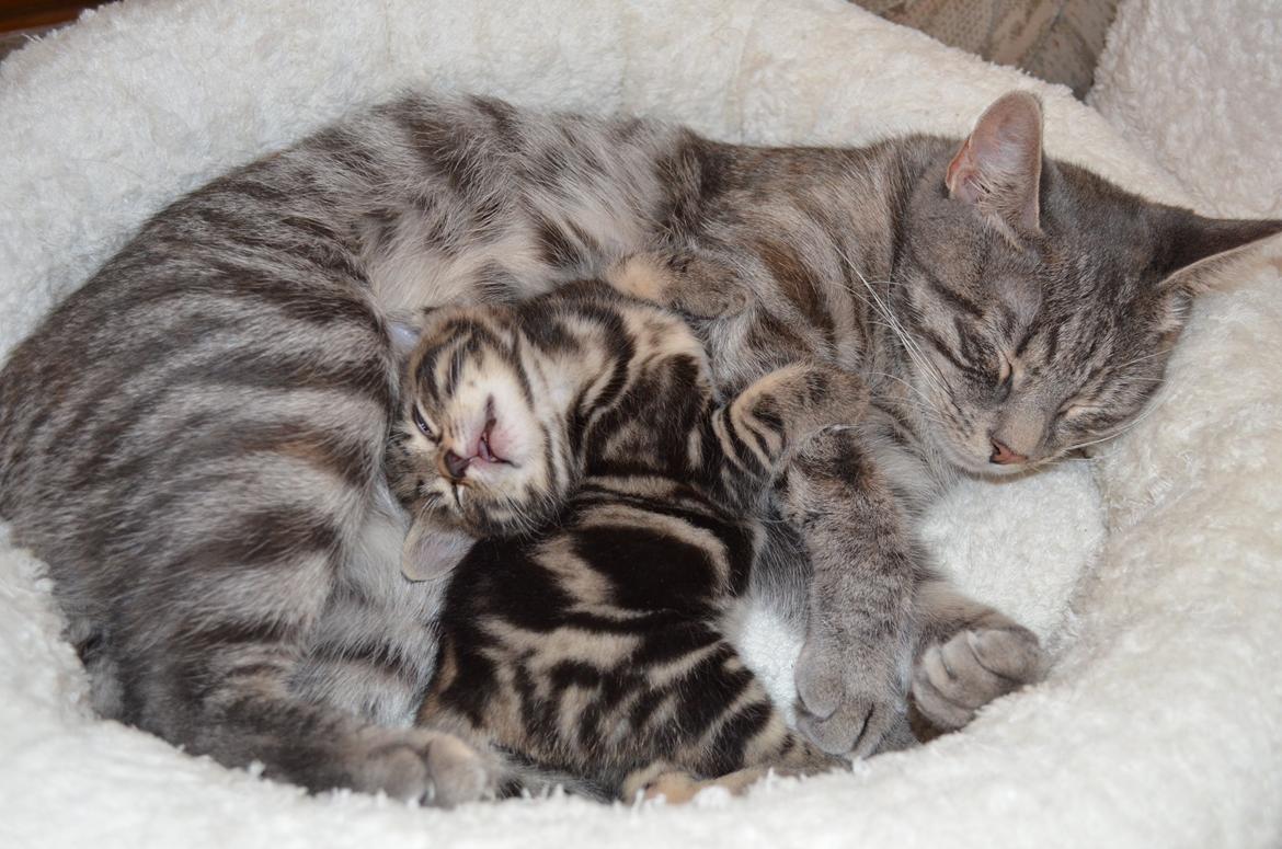 Europé IC. DK*Boholdt Pippi Langströmpe billede 1