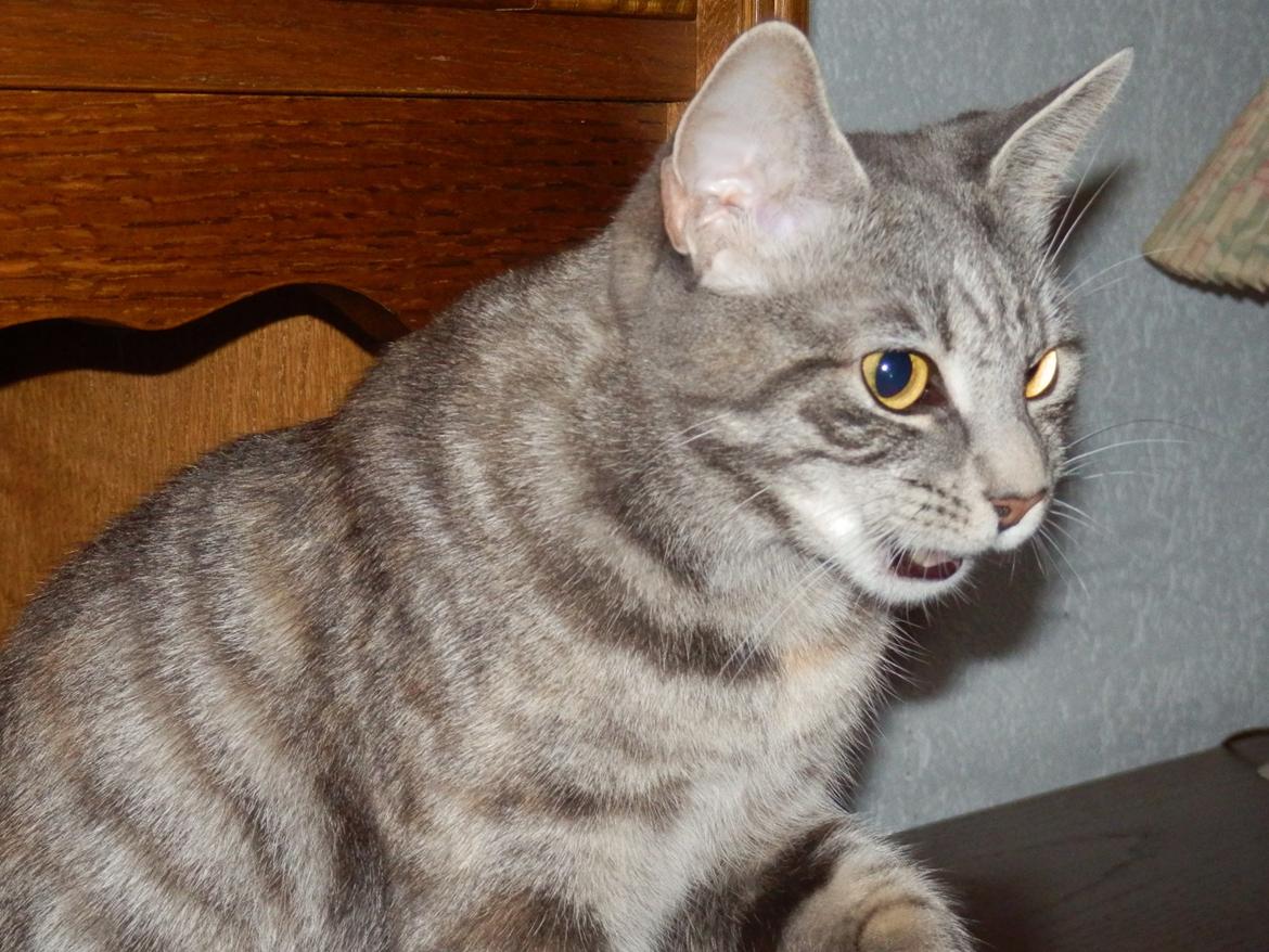 Europé IC. DK*Boholdt Pippi Langströmpe billede 2