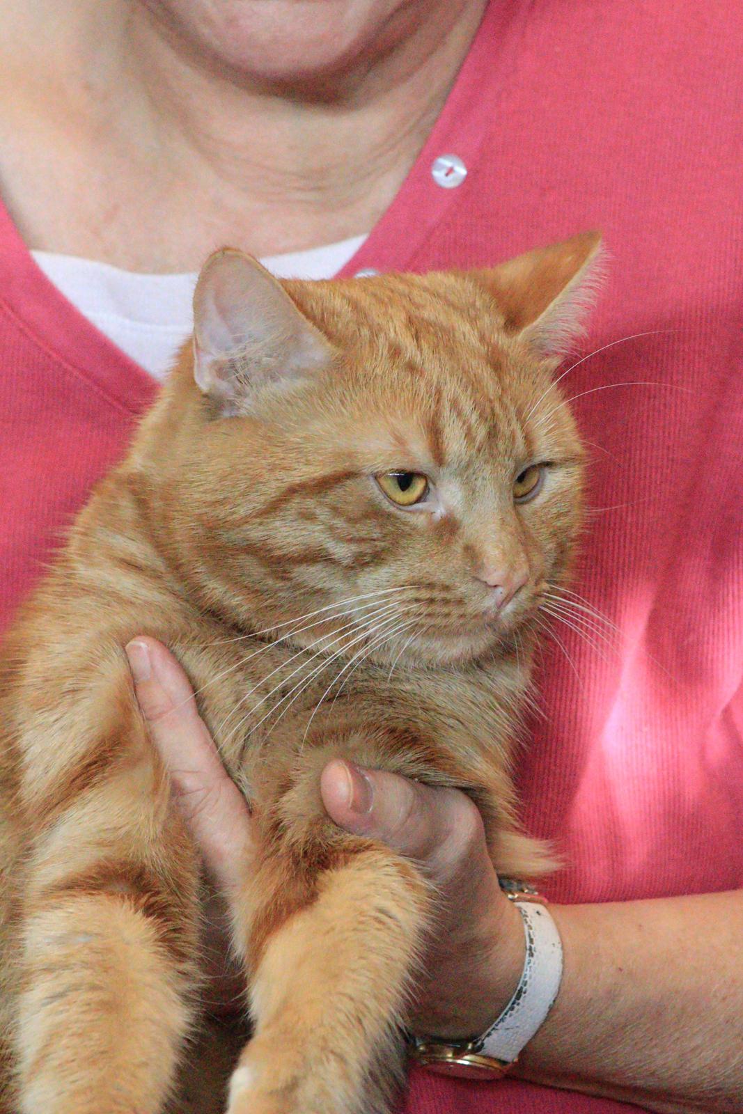 Europé DK*Boholdt Dan Tyrell billede 1