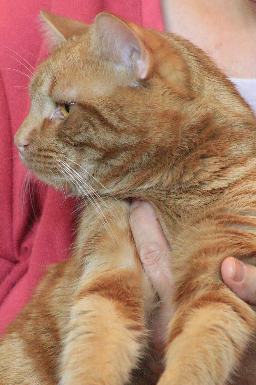 Europé DK*Boholdt Dan Tyrell billede 2