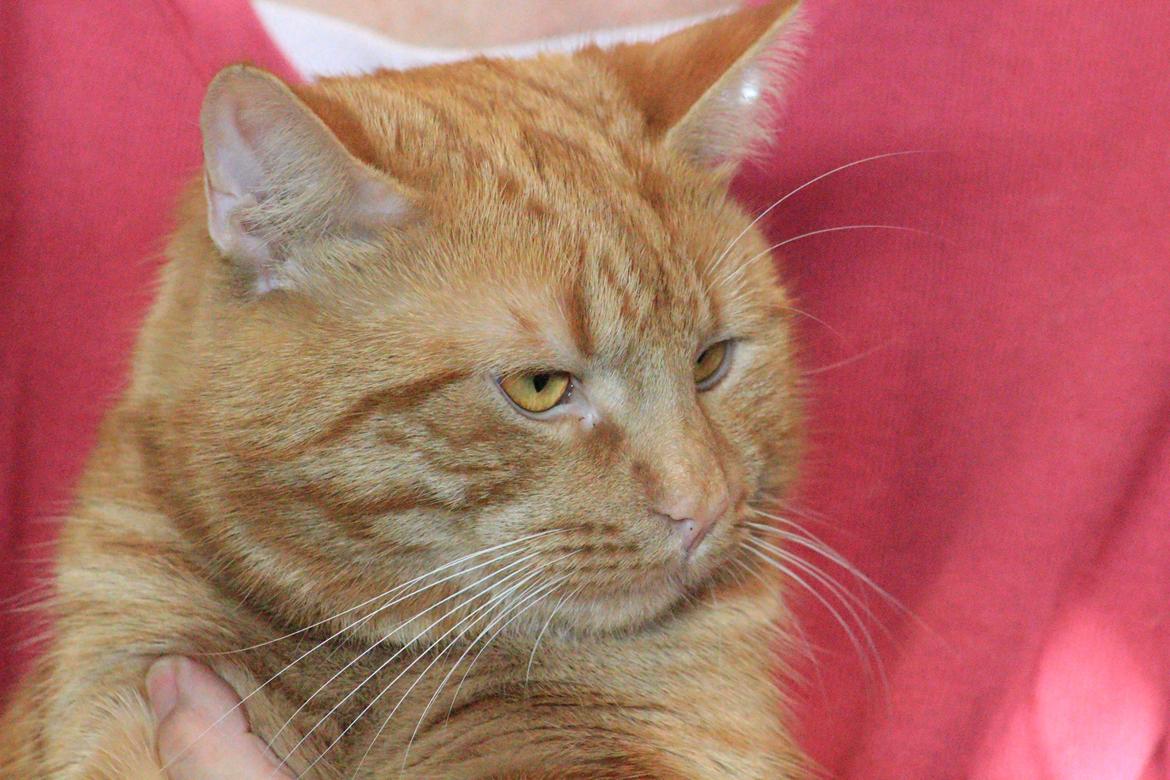 Europé DK*Boholdt Dan Tyrell billede 3