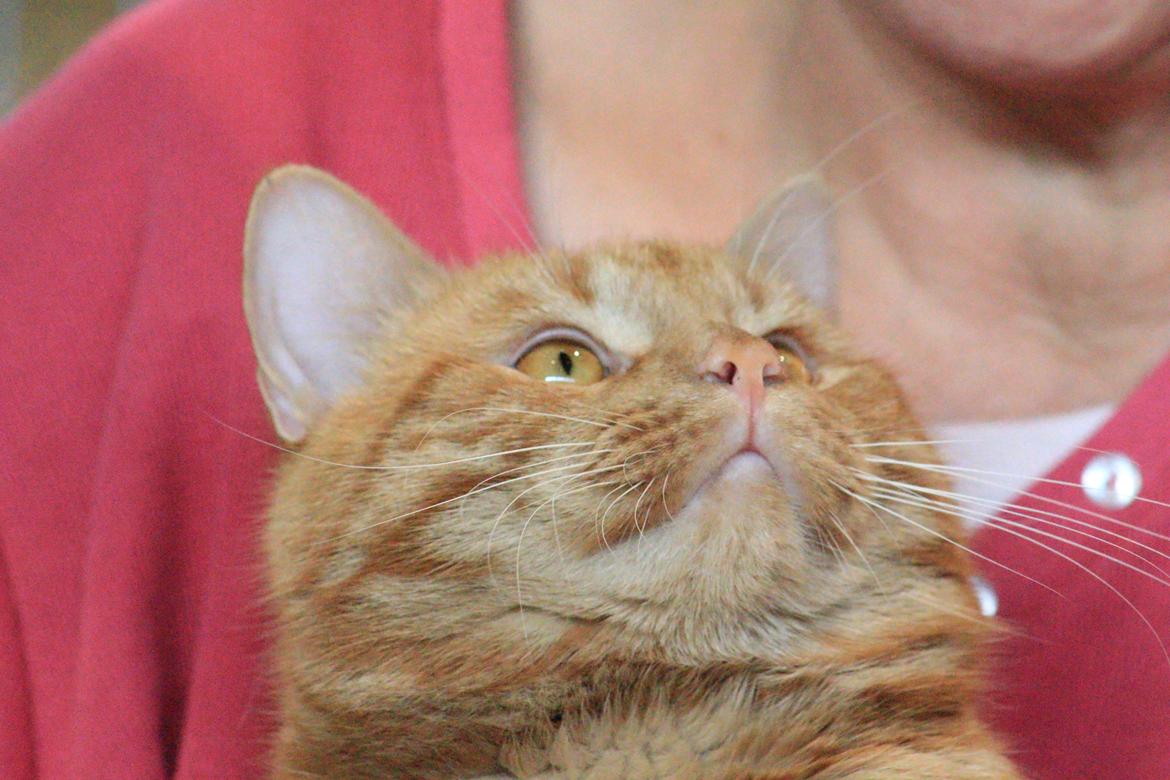 Europé DK*Boholdt Dan Tyrell billede 4