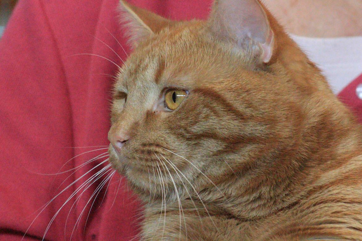 Europé DK*Boholdt Dan Tyrell billede 5