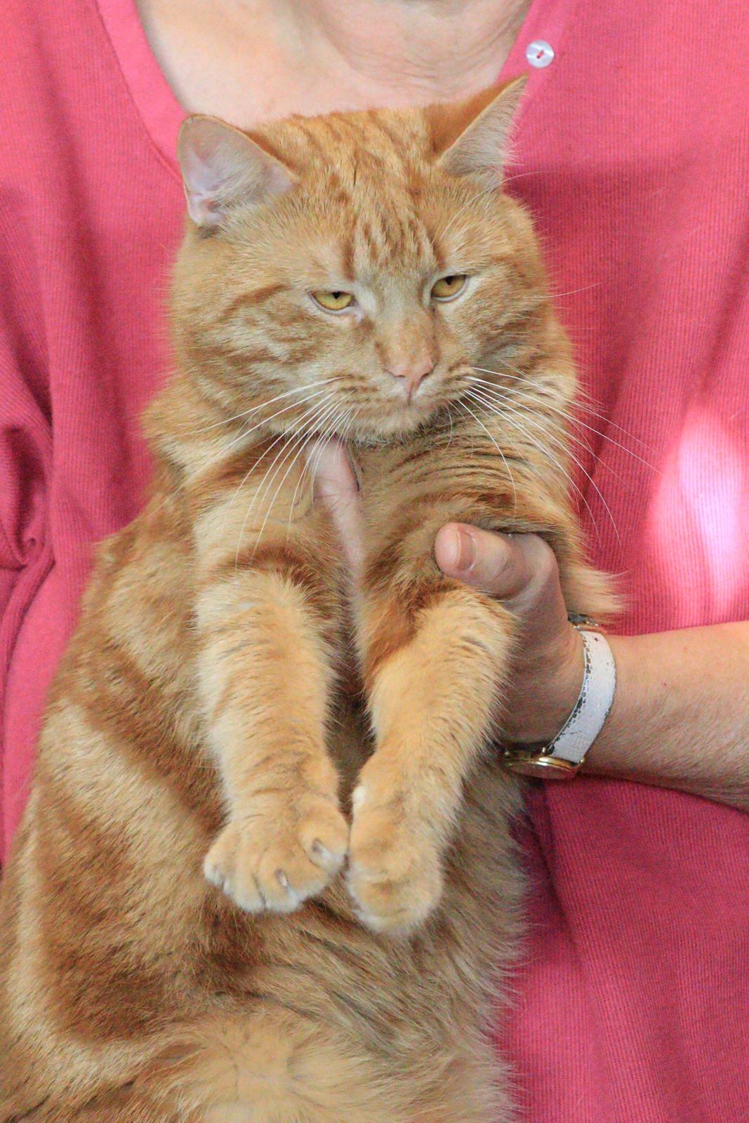 Europé DK*Boholdt Dan Tyrell billede 6