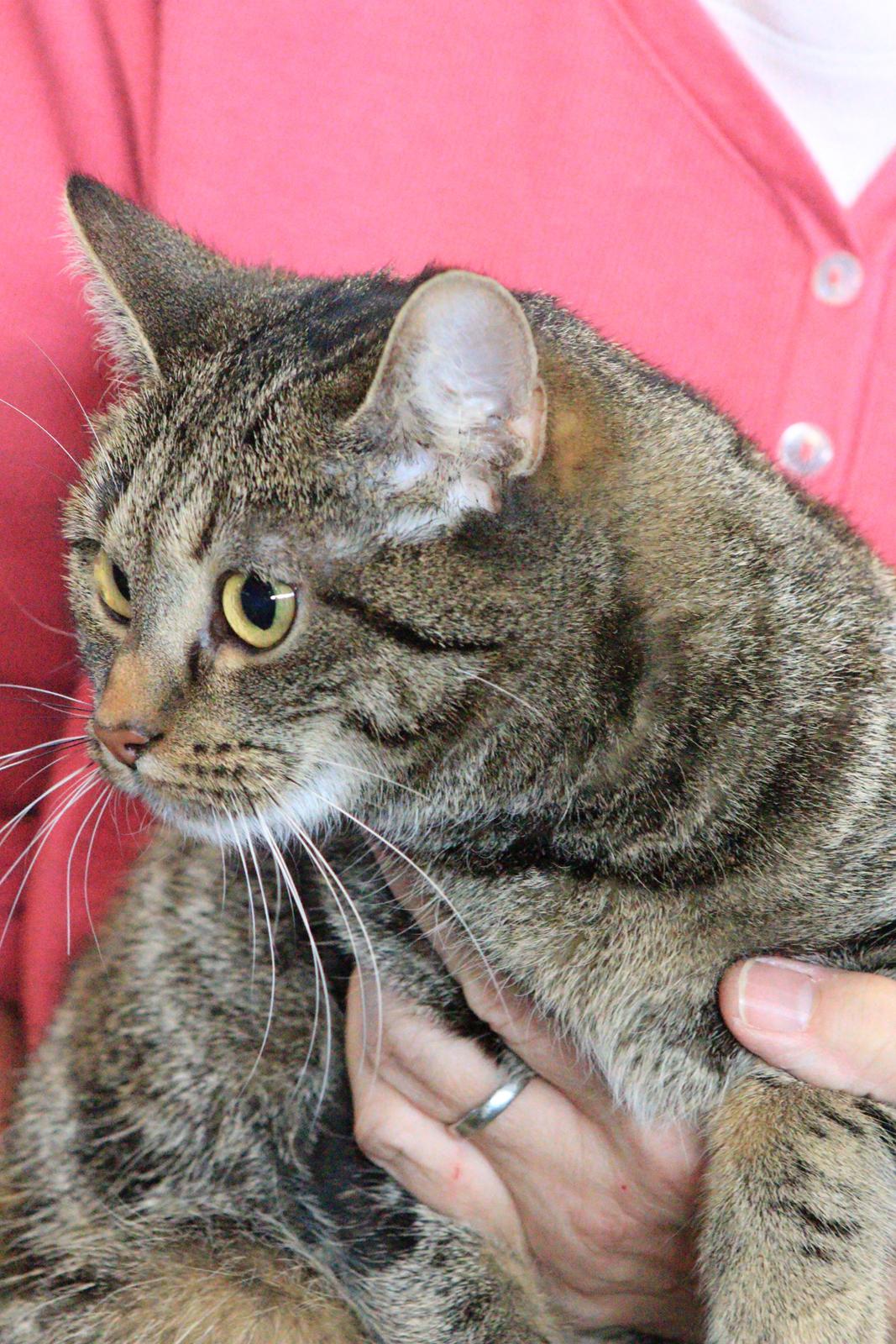 Europé U-Charmtroll v.Tabbygaard*CH billede 1